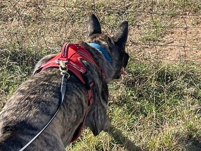 missing persons, missing dog, missing cat, tracking, trailing, texas, search and rescue, K-9