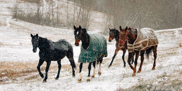 Horses on an Amish farm in Echo Valley in Jackson County. (Suzanne Asaturian)