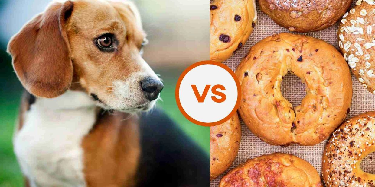 Picture of a Beagle on the left, a versus sign, picture of assorted Bagels on the right.