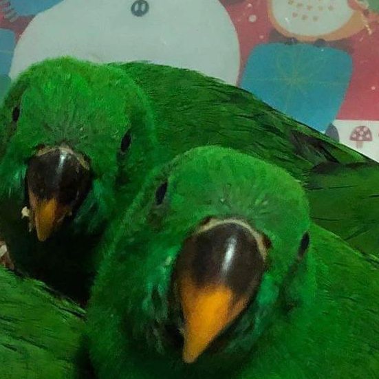 Solomon Island Eclectus Parrots 