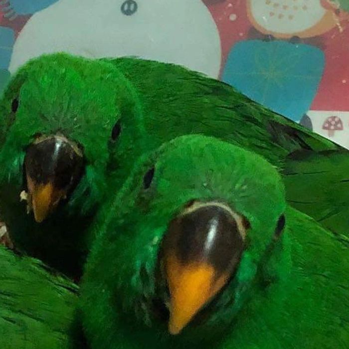 Solomon Island Eclectus Parrots 