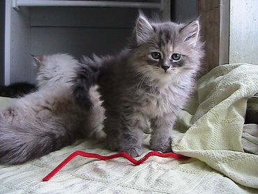 Siberian blue tabby-torti kitten staring into the camera of a pet-sitter.