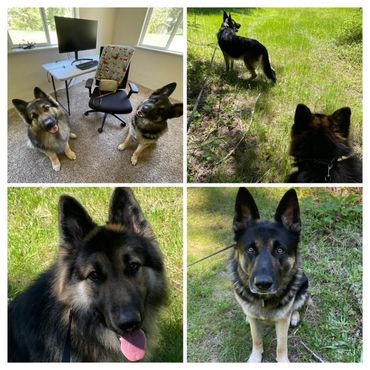Two very handsome German Shepherds are posing for pictures.