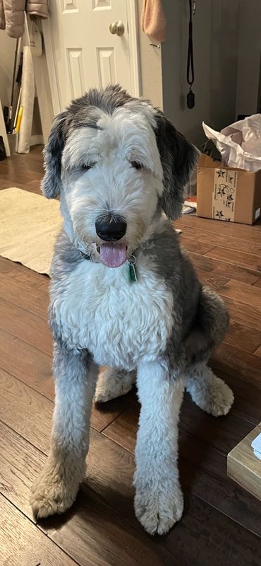 A giant, fluffy Old English Sheepdog with a grey and white coat.