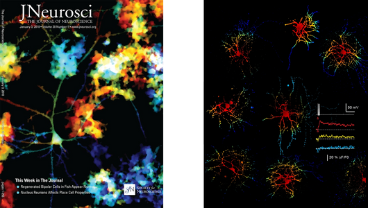 J Neurosci review article cover, and Cell Reports article artistic illustration image