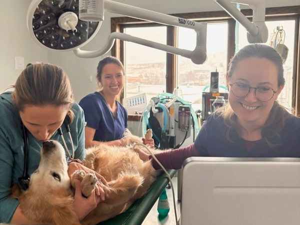 Veterinarians performing an ultrasound on a dog