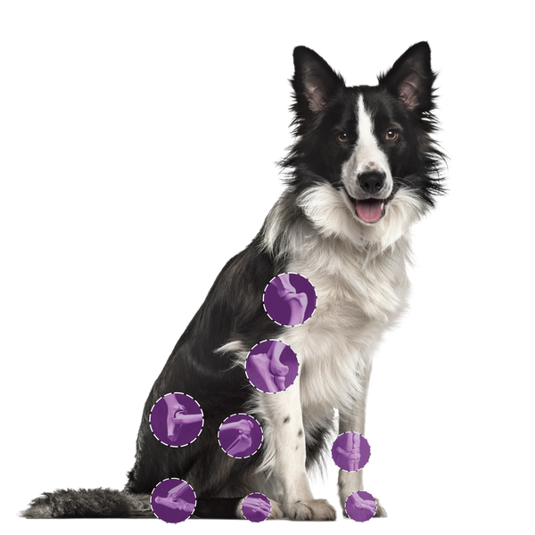 Dog sitting with different joints highlighted for joint injections with Arthramid