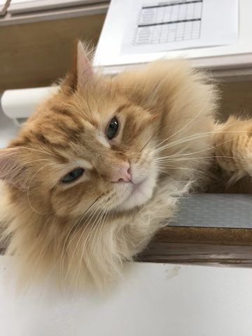 Spearfish Vet Clinic's office cat, Chachi.