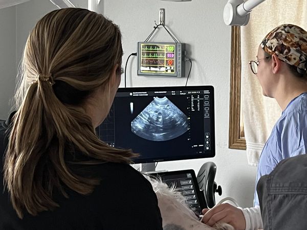 Two veterinarians performing an ultrasound on a dog