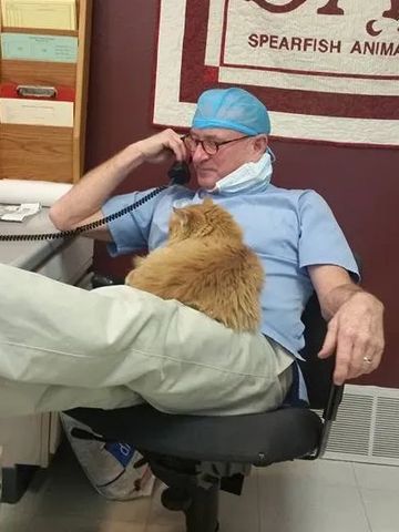 Doctor on the phone with a cat in his lap