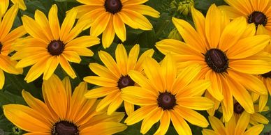 Sunbeckia 'Maya'