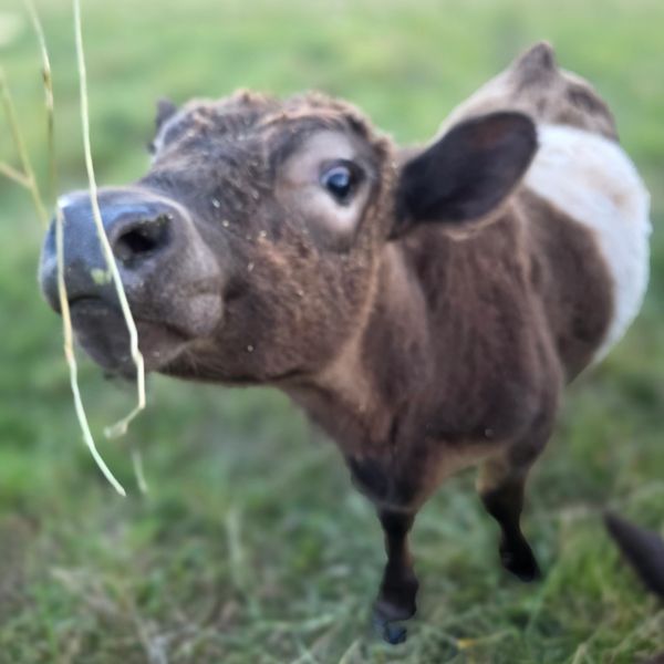 Close-up of a cute calf sniffing grass.