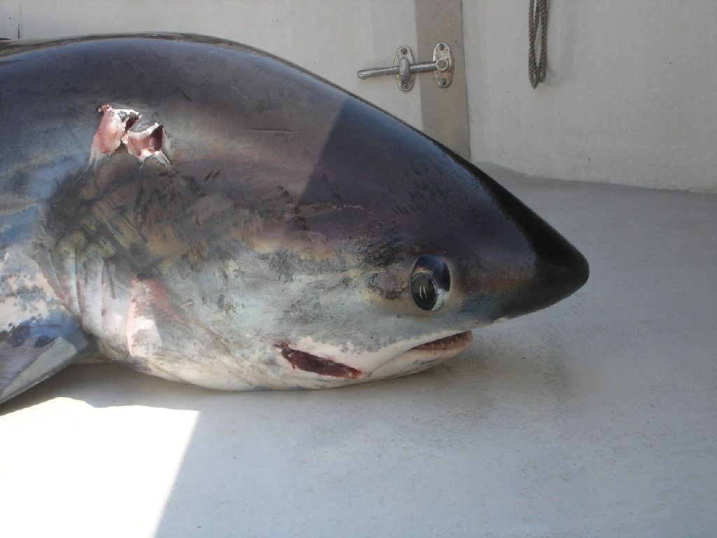 Shark fishing pictures