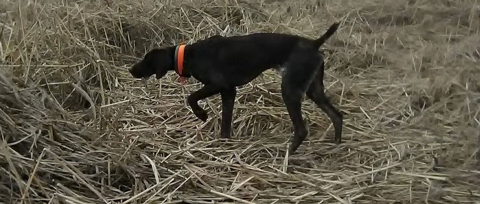 federal valley pheasant farm & hunting preserve