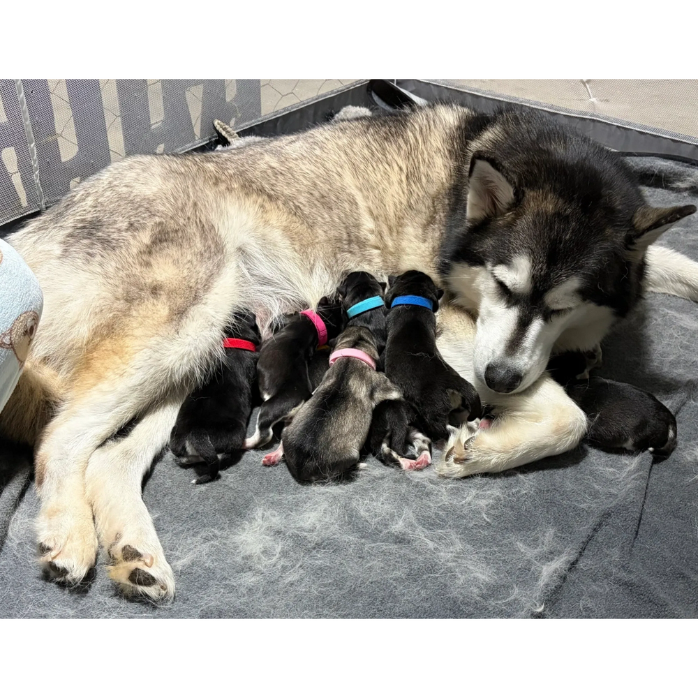 Siberian husky mother nursing newborn puppies with colorful collars.