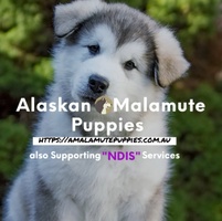 Alaskan Malamute Puppies