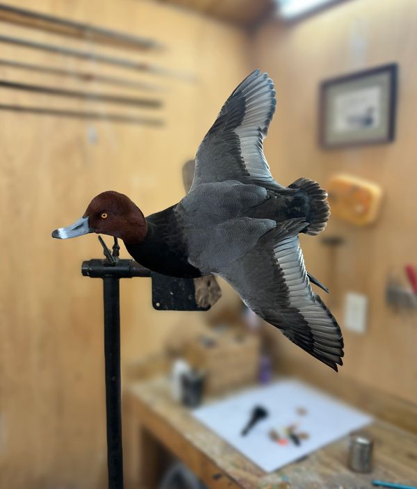 A lifelike duck decoy mounted on a stand in a workshop.