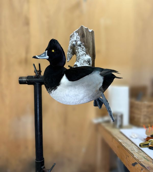 A mounted black and white duck with a yellow eye on a stand indoors.