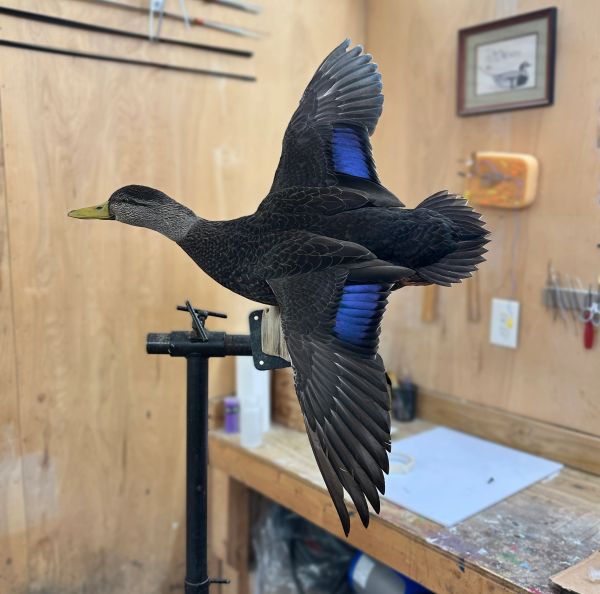 A mounted black duck with blue wing patches in a workshop.