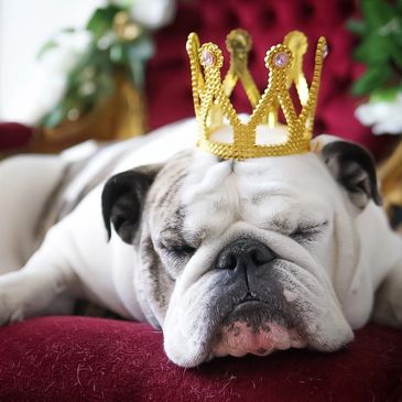 Queen Clementine asleep on her throne! Throne was a gift from The Duke of Hamilton pub, London NW3.