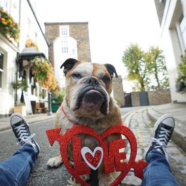 Stray Brooklyn boy Linus in Hampstead at the Holly Bush, rescued from the NYCACC in Manhattan 2014.