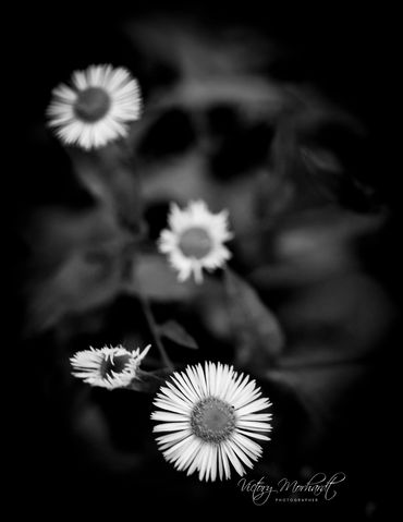 Common Fleabane Daisy