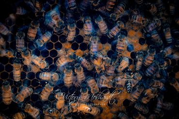 Honey Bees