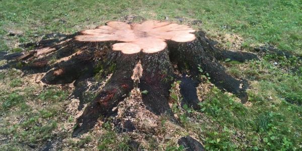 A large stump from a tree that was recently cut down.