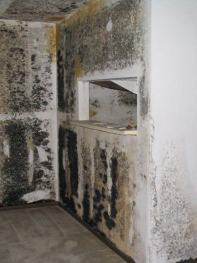 Mold growth on walls
