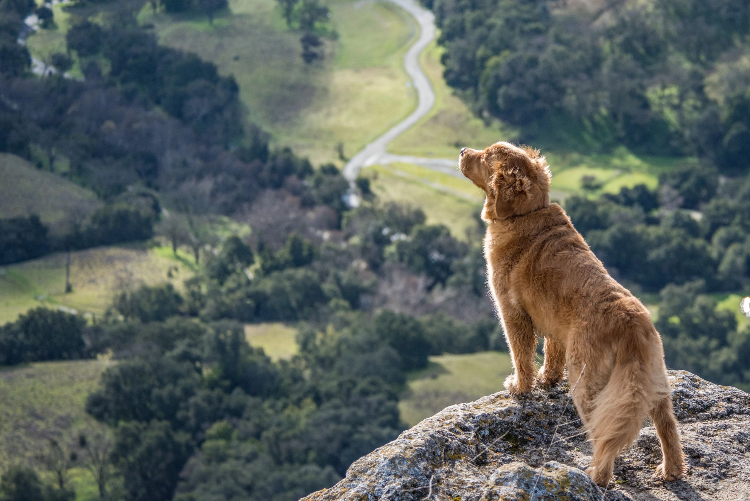 Les chiens contrôlent le monde: chien uteopia