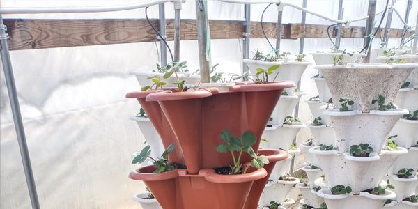 Stacked planters with young strawberry plants in a greenhouse.