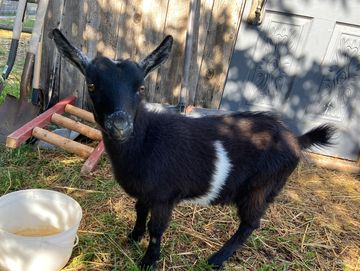 A small black goat with a white stripe stands outdoors near a wooden structure.