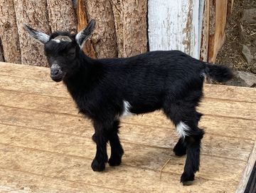 A small black baby goat with white markings stands on wooden planks.