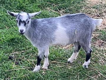 A young gray and white goat standing on grass.
