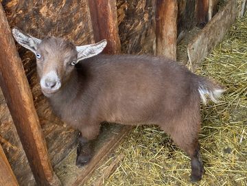 A young brown goat standing inside a wooden pen with hay on the floor.