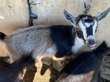 A young goat with distinct black and white fur stands indoors.