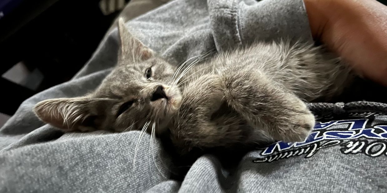 Gray sick kitten curled up someones arms.