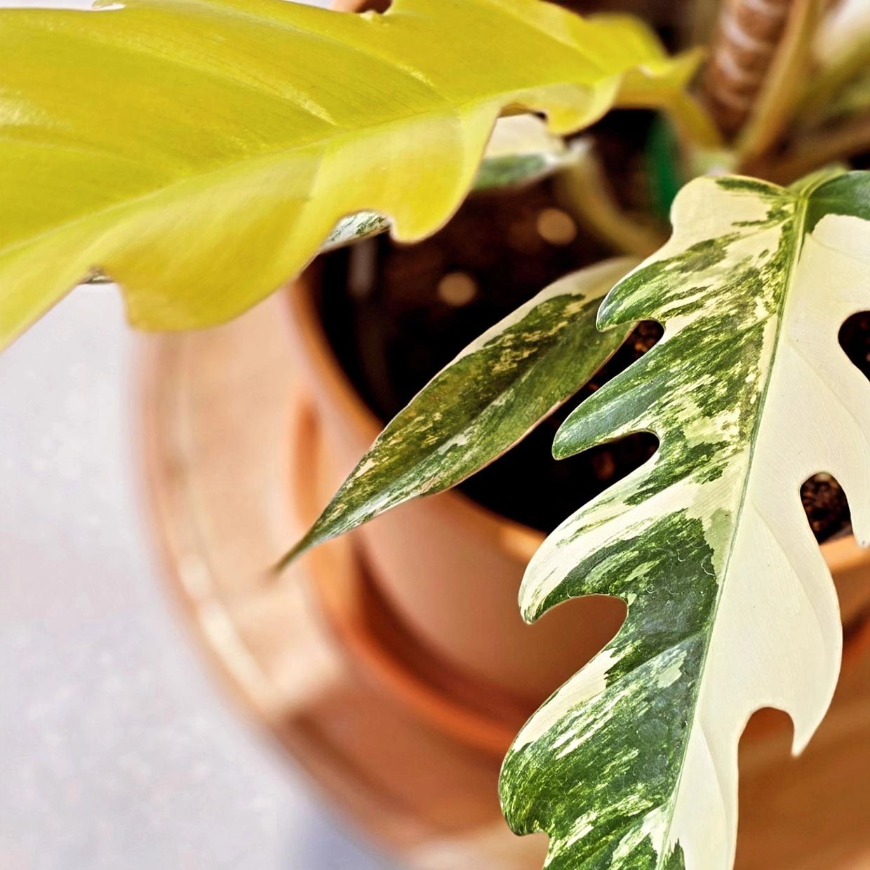 The Philodendron Caramel Marble, known for its striking deeply pinnatifid leaves and stunning color 