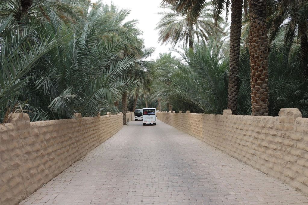 Pathway between palm trees with shuttle buses.