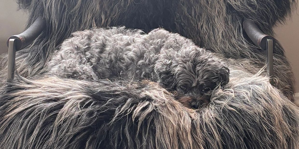 Curly gray dog resting on a fluffy, textured chair.