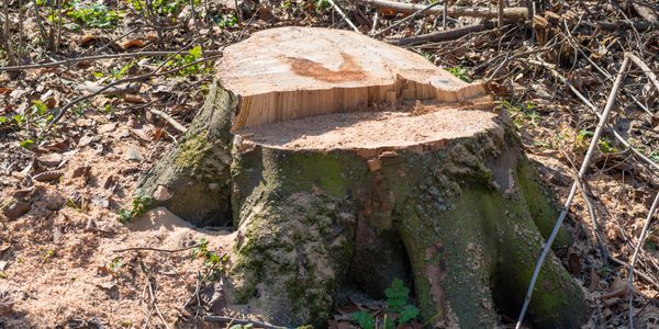 Stump that needs removed