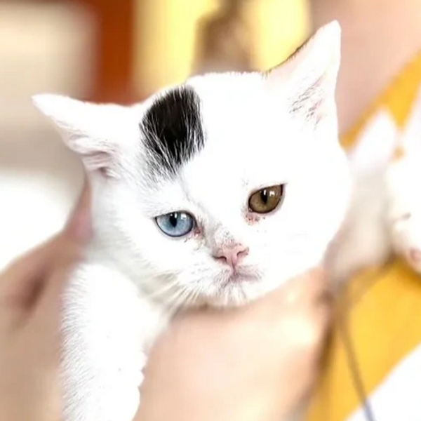 MoonShine
British Shorthair
Boy
Odd Eye