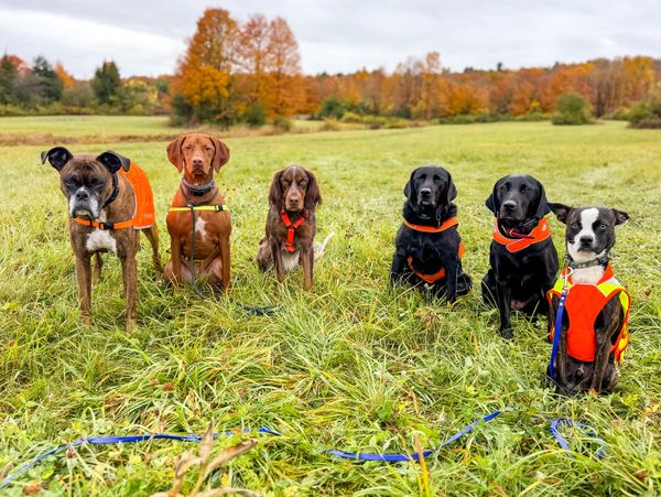 Six dogs wearing orange vests sit in a grassy field with autumn trees in the background.