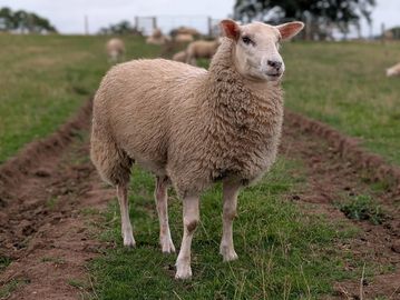 A sheep standing on a grassy dirt path.