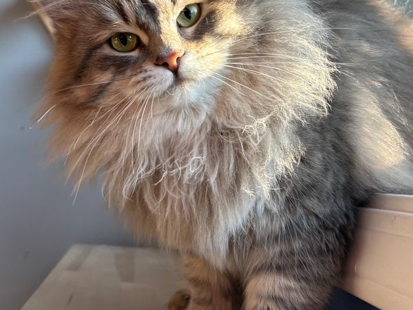 Fluffy cat with green eyes sitting and looking at the camera.