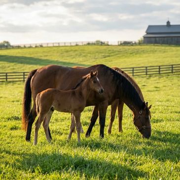 A mare and foal grazing in a sunny green pasture enclosed by Ocala farm fencing, illustrating the safety and quality provided through expert farm fence installation in Ocala, FL by a trusted fencing company in Marion County, FL.
