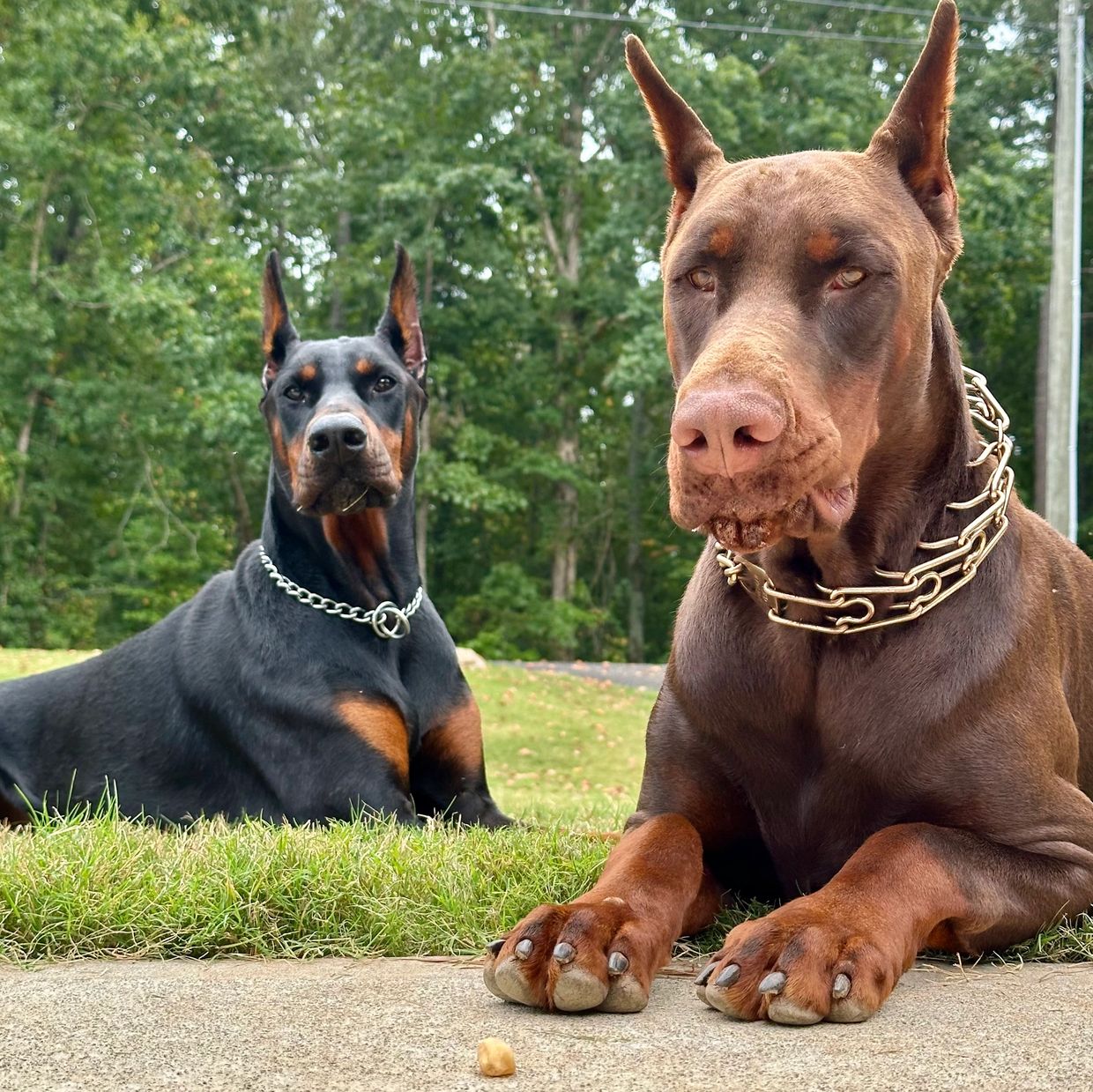 Persia Von Schwarze Kraft and Pride Of Russia Ice 