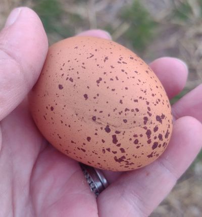 Speckled Eggers Chicken Hatching Egg