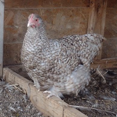 Chocolate Cuckoo Orpington Pullet 