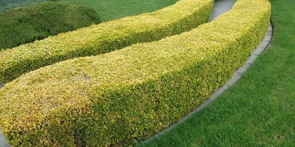 Serviced hedges